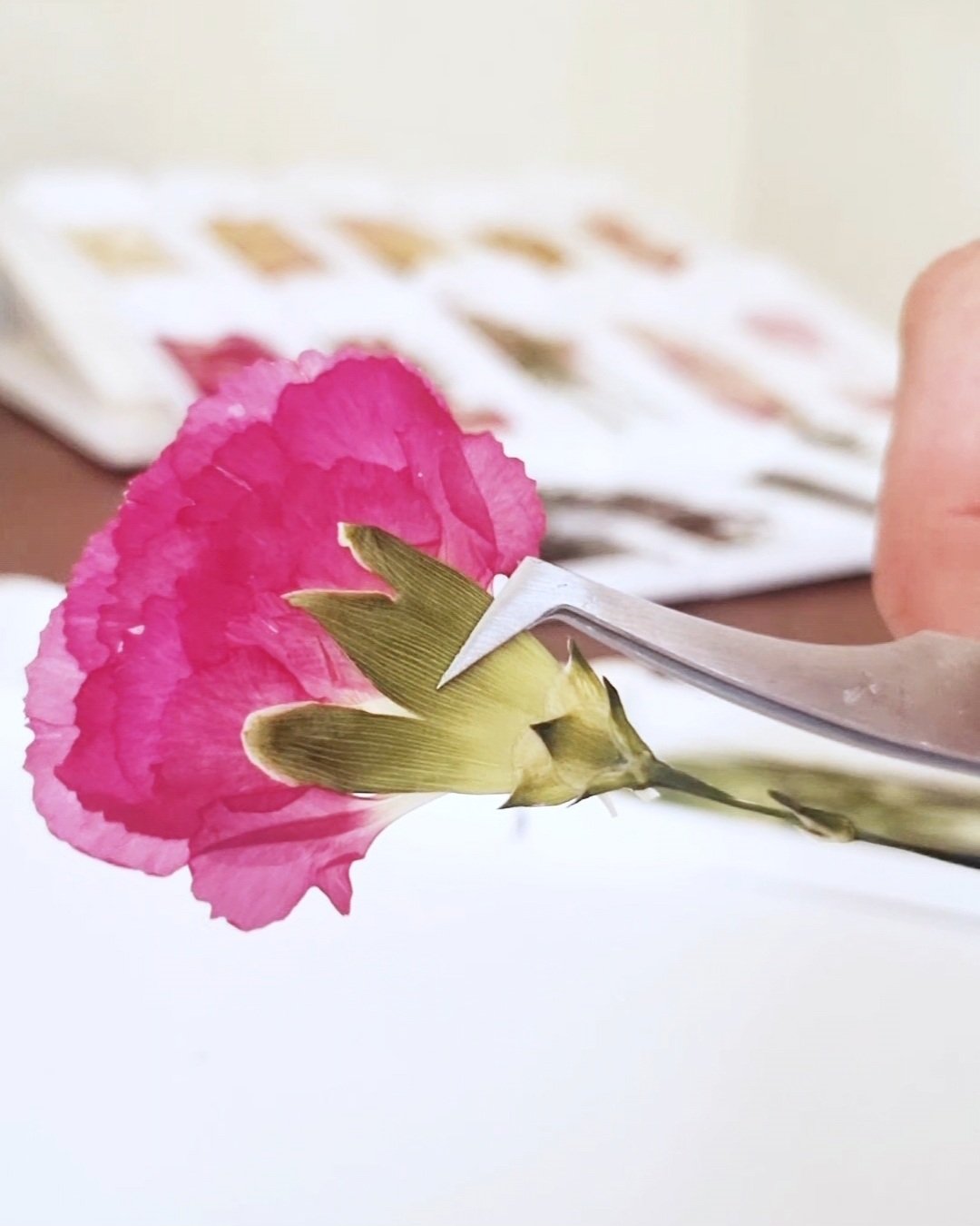 Herbier de mariage – Image 4